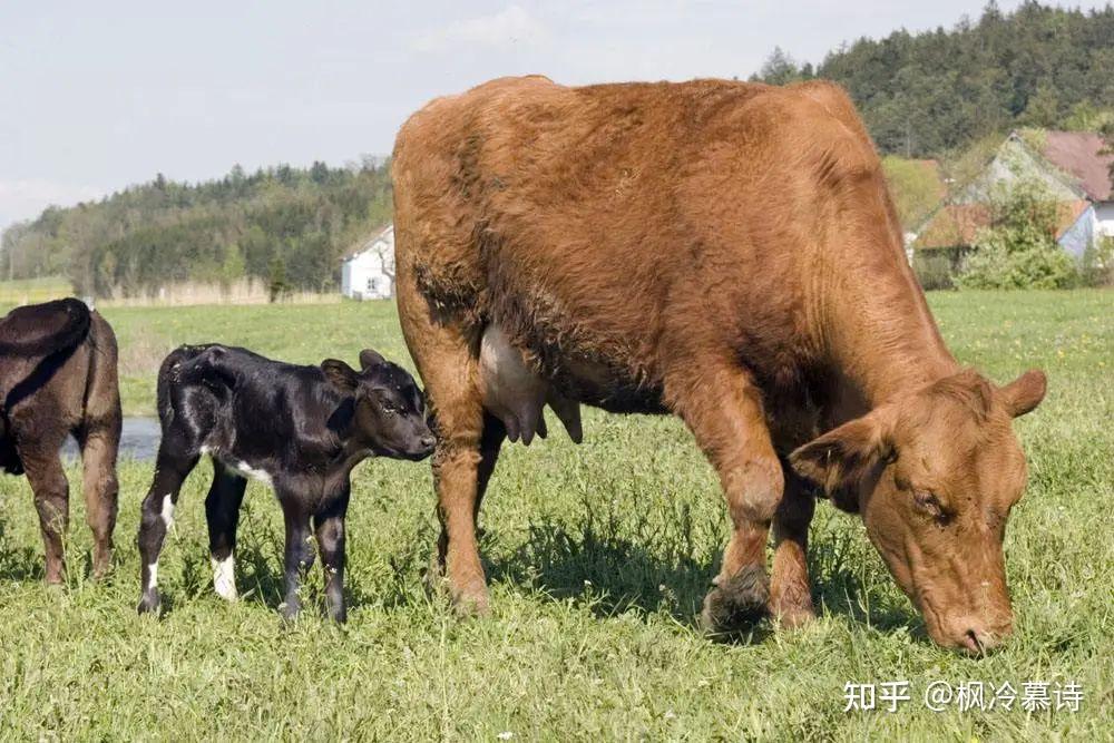 中國人吃肉有罪那行歐洲人你也別吃了