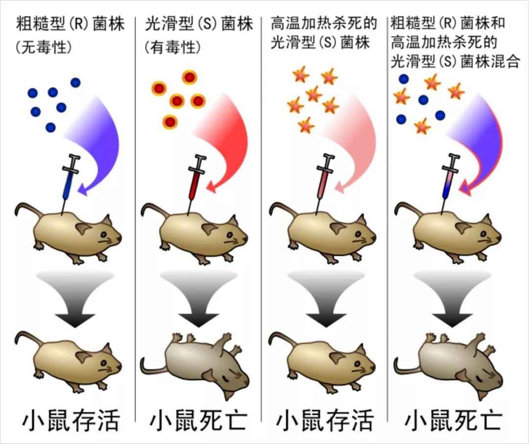 DNA简史:遗传物质的发现之旅 - 知乎