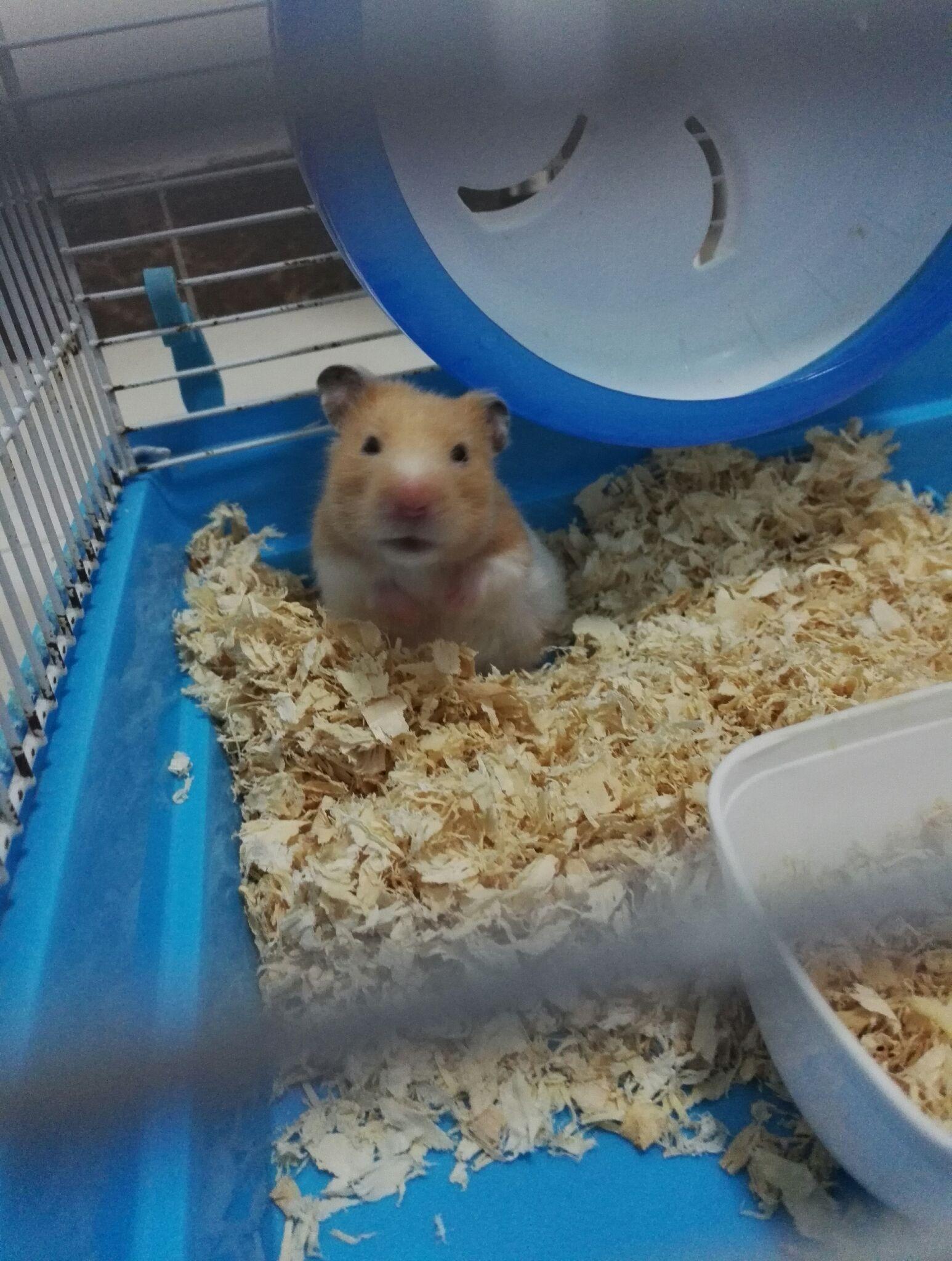 养仓鼠是怎样的体验? - 筒子的回答