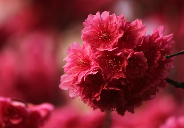 盘点樱花十大常见品种,你认识几种? - 知乎