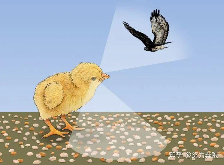 为什么人类惯用右手？ - 知乎