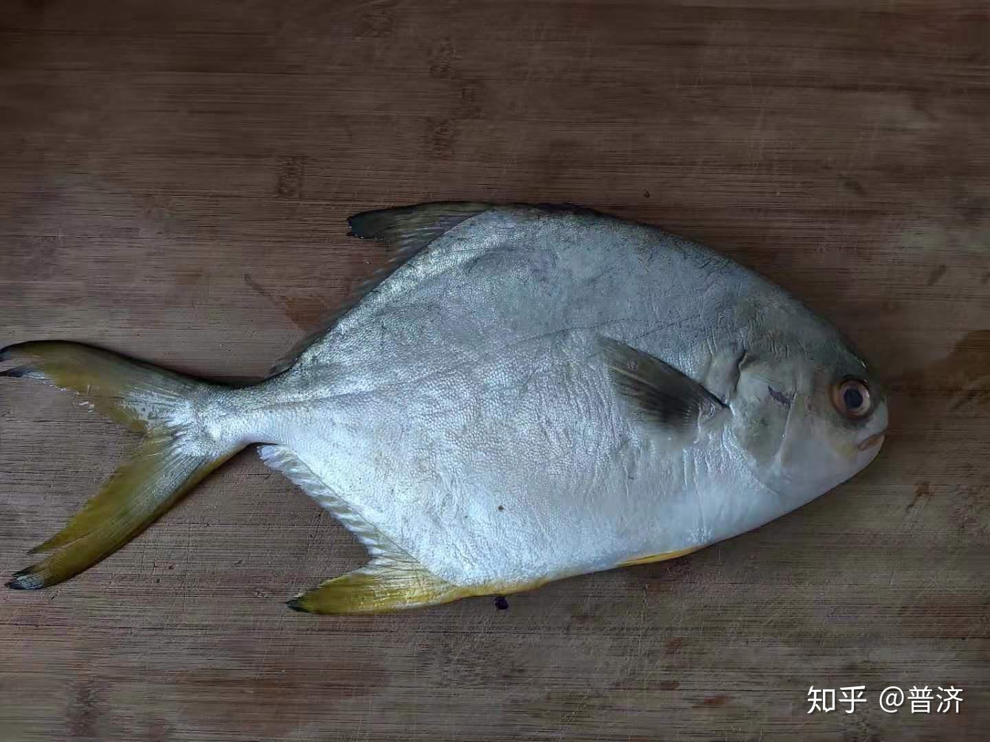 白鲳 CHINESE POMFERT 500/600 - Bak Lai Fish Ball Food Industries