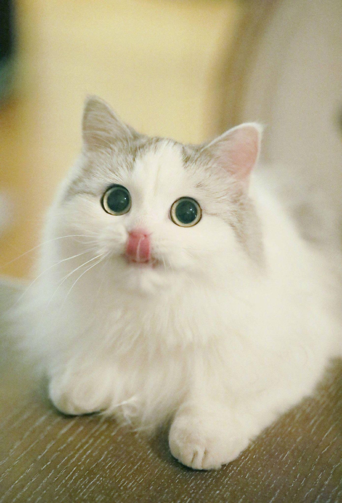 有哪些好看的猫咪壁纸或头像