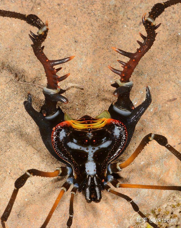 蝎类形态学蝎子的钳子实际上只是长了角的腿