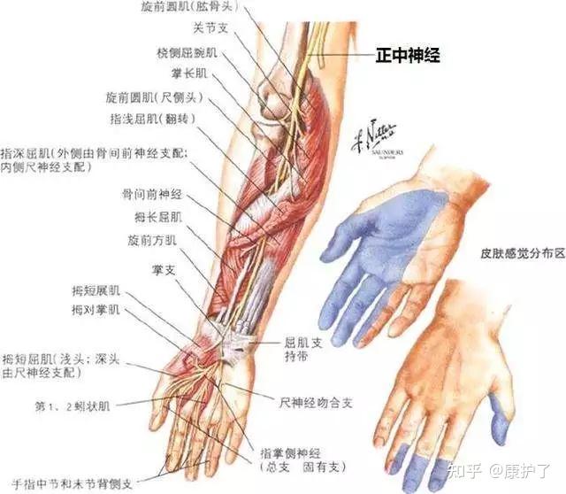 手臂上的麻筋位置图片图片