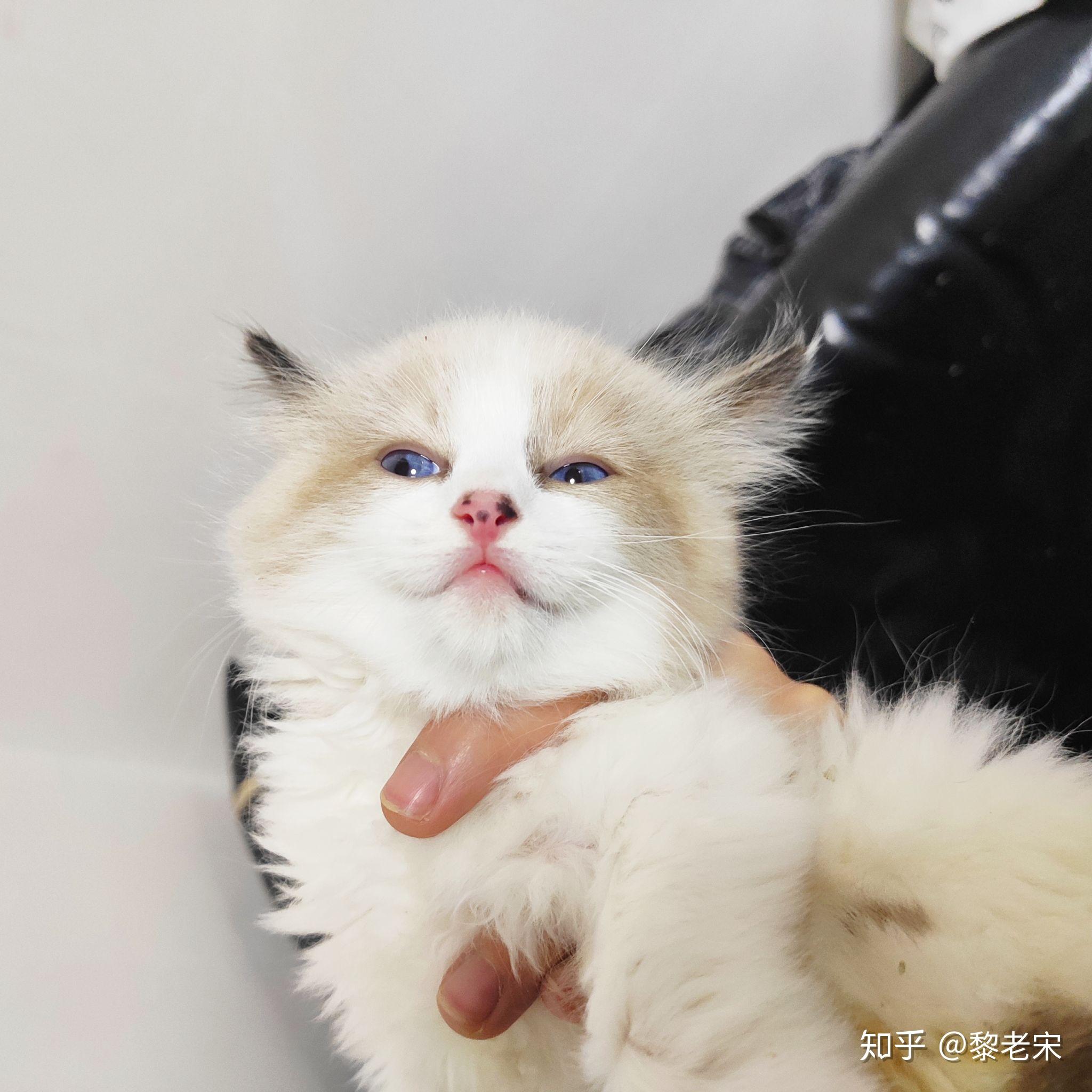 纯白色粉红耳黑尾巴是布偶猫吗? - 知乎