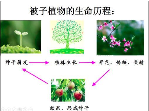 被子植物 知乎