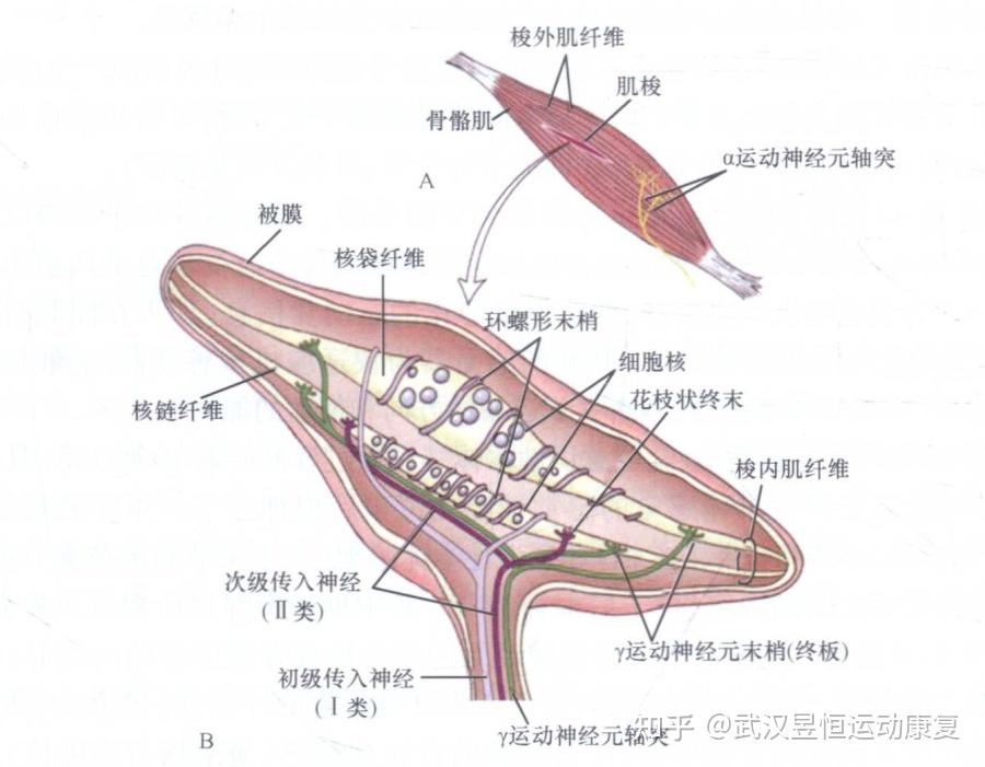 牵张反射正反馈图片