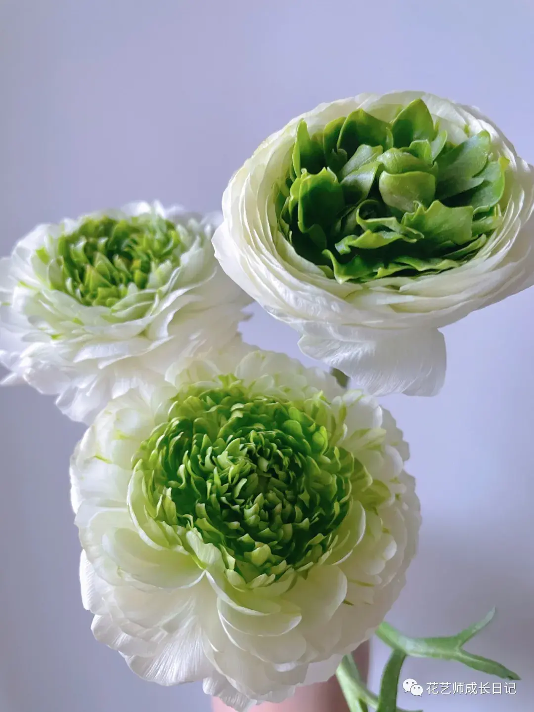 每日一花青蛙洋牡丹又丑又可爱vol26