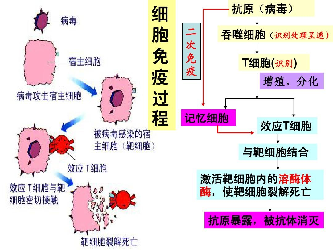 能否介绍人体细胞免疫和体液免疫具体过程？ - 知乎