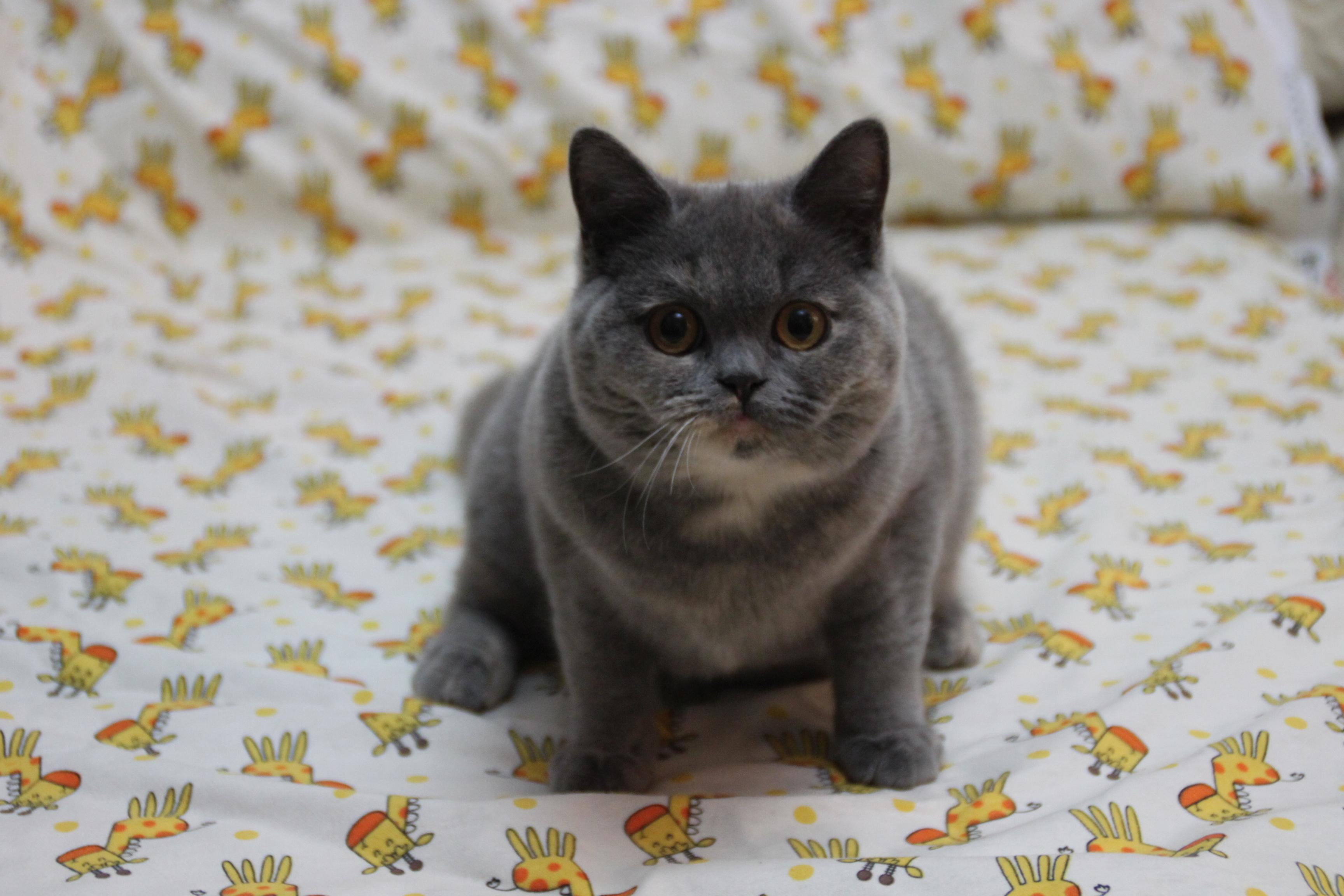 英国短毛猫什么颜色最美 蓝乳色英短到底有什么魅力 知乎 英国短毛猫什么颜色最美 蓝乳色英短到底有什么魅力 知乎