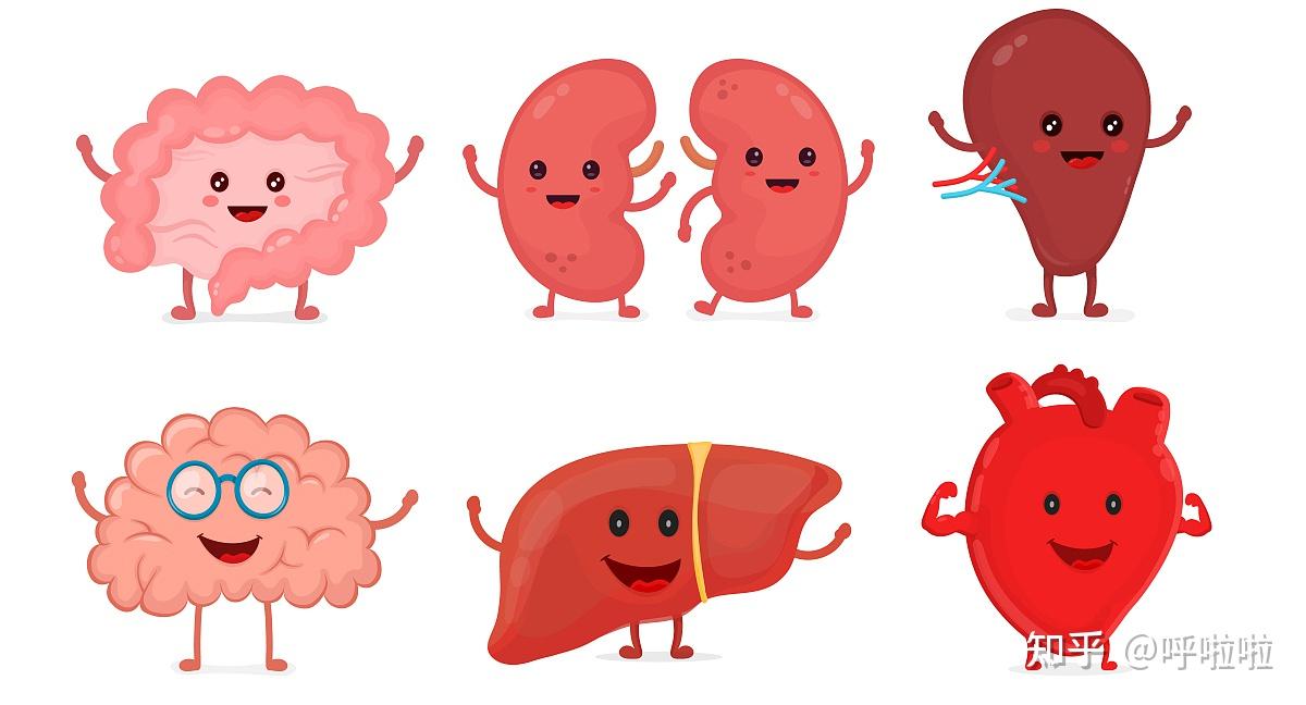 提高免疫力疾病治疗的关键脾