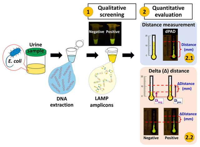 ivd前沿丨熒光lamp紙基技術半定量檢測尿液大腸桿菌