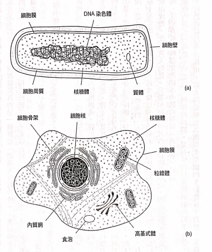 好书畅读能量性死亡线粒体与生命的意义第一节演化大断层