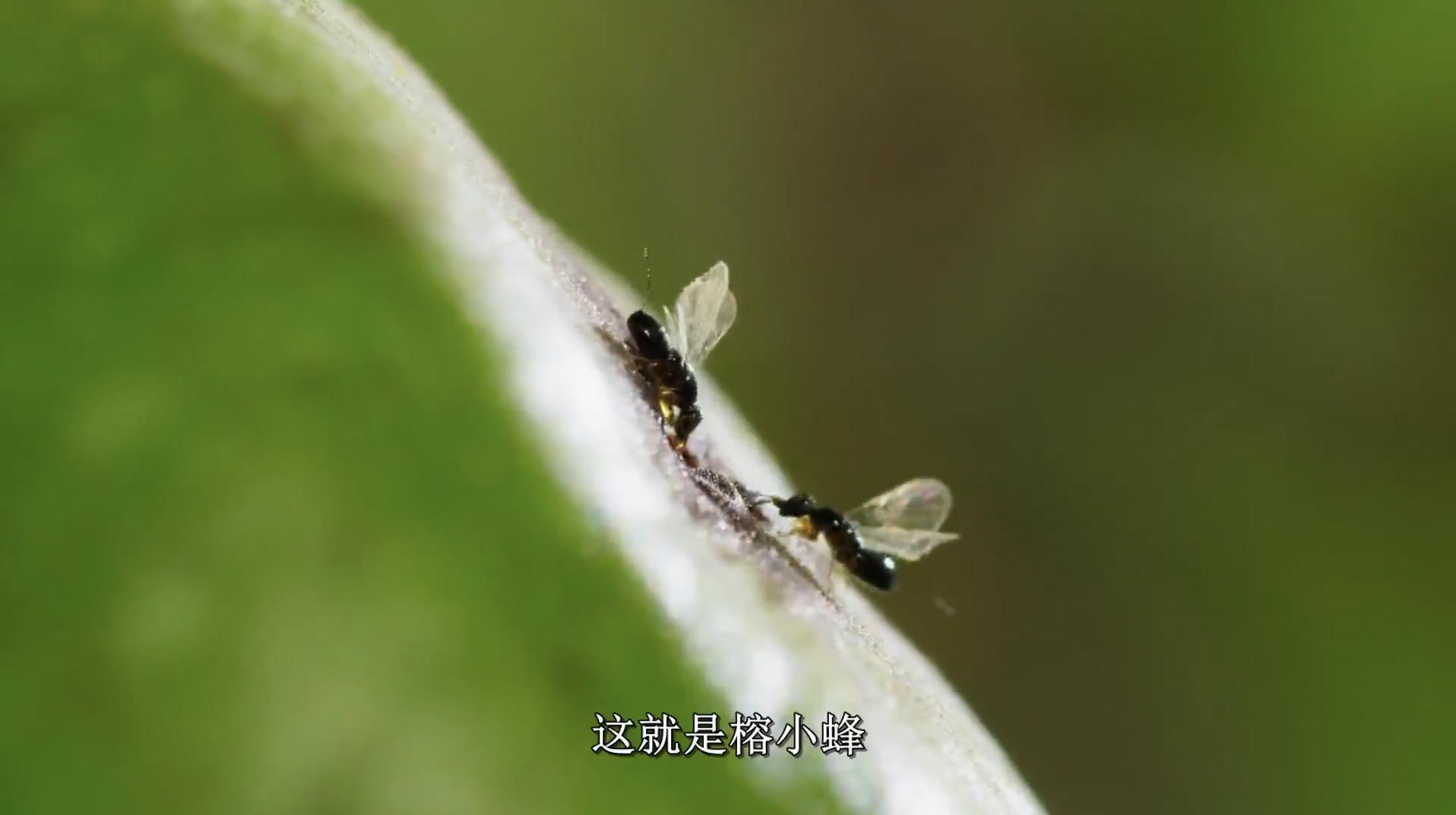 1,榕小蜂