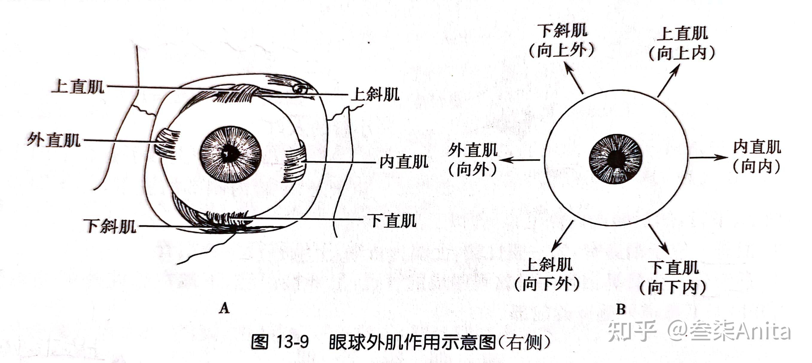 睫状体睫状肌图片