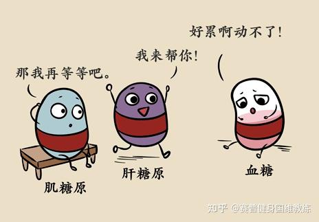 我们人体储存糖的位置有3个:△肝脏——肝糖原△肌肉——肌糖原△血液