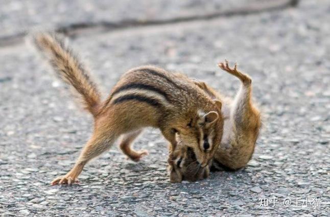 麻雀可以养吗在家里 v2-5ec80430872dd9947b24caff55a71351_r.jpg