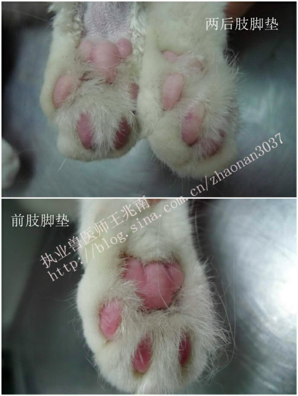 猫咪后肢无力瘫痪僵硬发凉 走不动路的病因分析之猫血栓 知乎