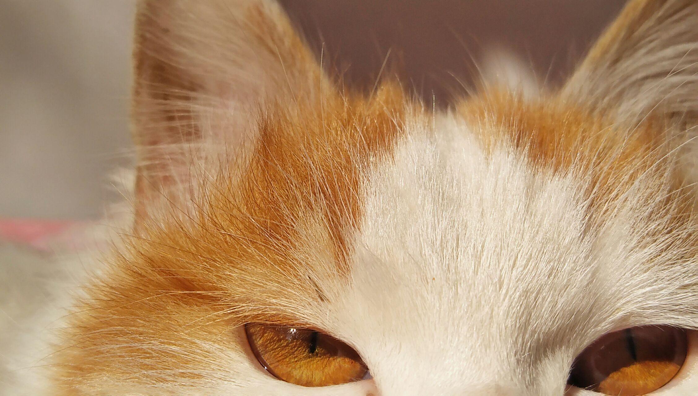 为什么猫的反应速度比人快,但是逗猫的时候看