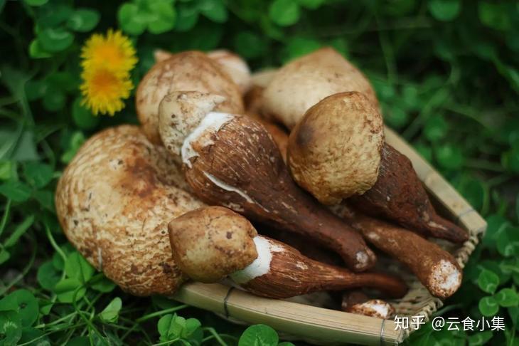 食菌季——来看看在云南都吃哪些野生菌