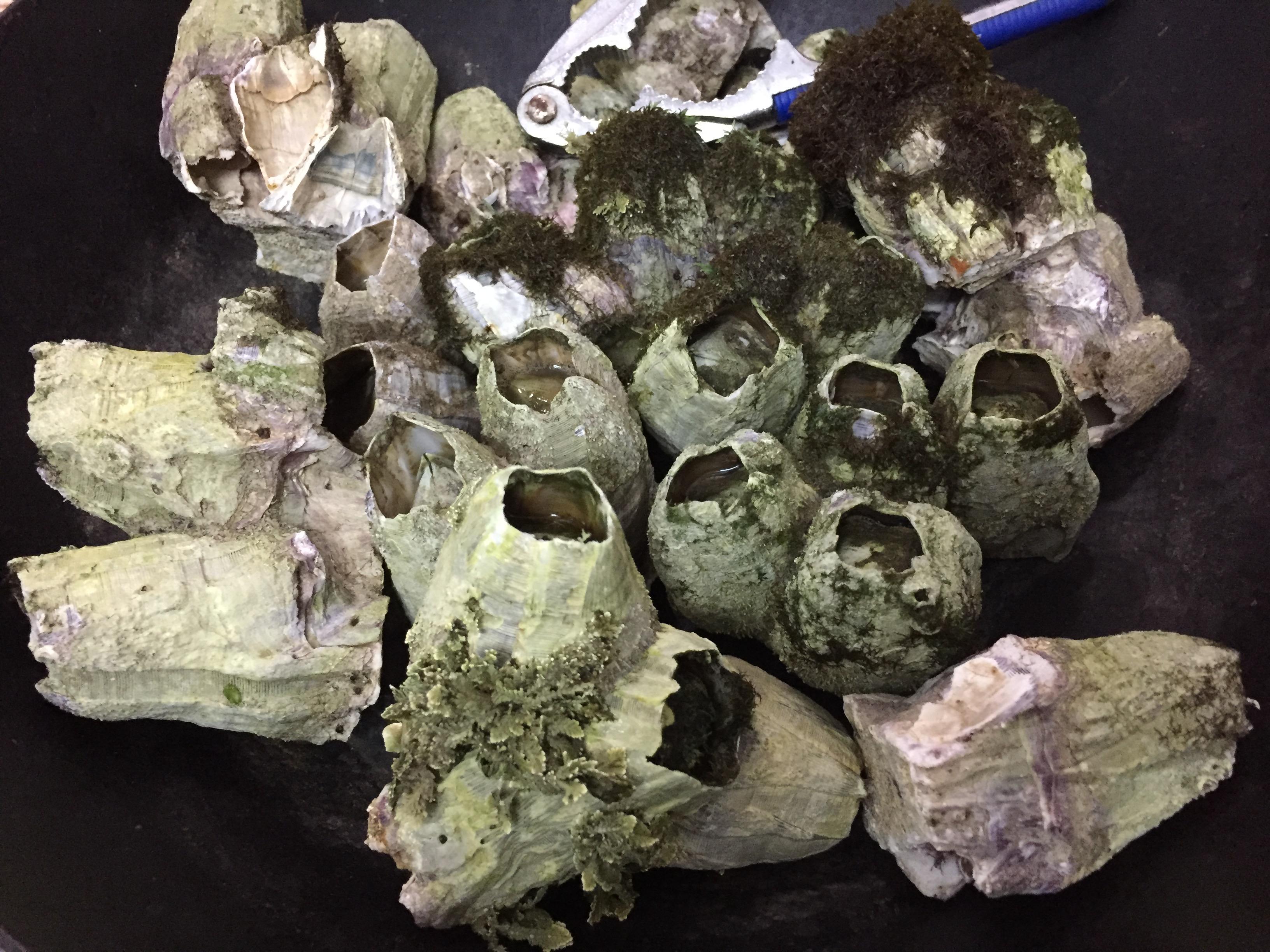 藤壶与龟足 知乎