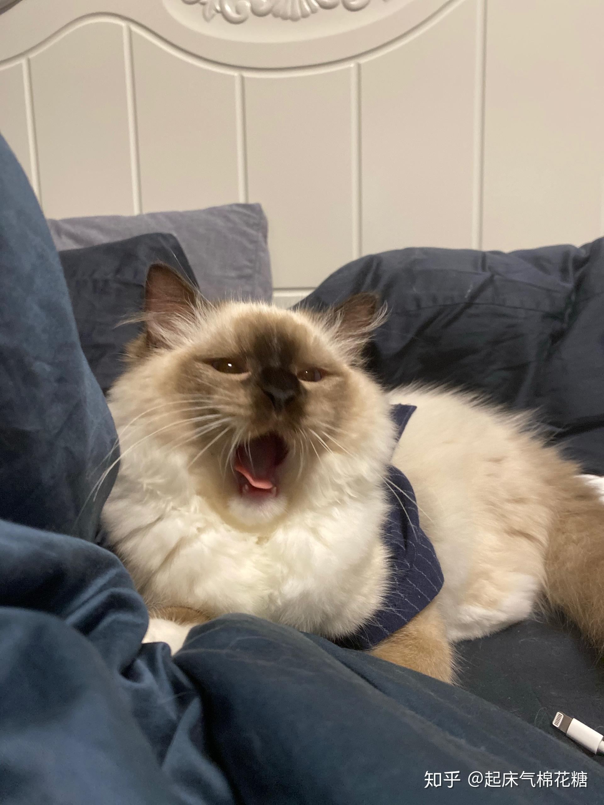 重点色布偶挖煤工黑脸到底有多可爱