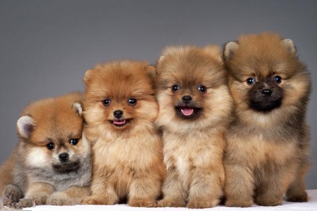 毛球型迷你犬 博美 真的炒 鸡 美 腻 知乎 毛球型迷你犬 博美 真的炒 鸡 美 腻 知乎