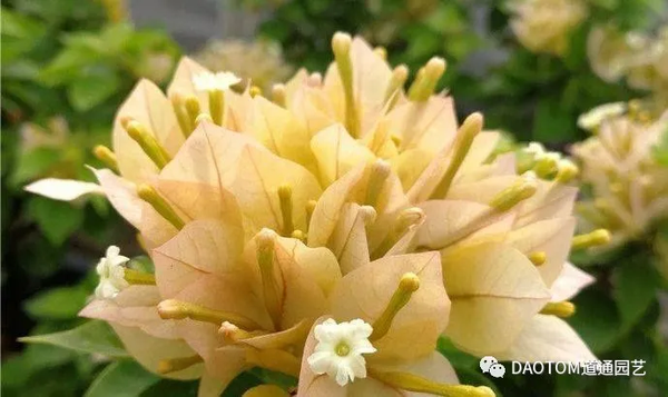 三角梅勤花品种 轻轻松松花开满枝 知乎