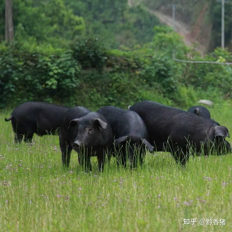 市场上常见的猪肉其实是洋猪是小猪佩奇的原型这些你自己知道吗