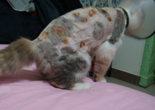 猫一片一片的脱毛