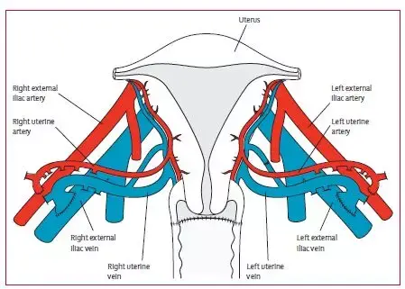 引发争议的子宫移植手术,到底有哪些风险?