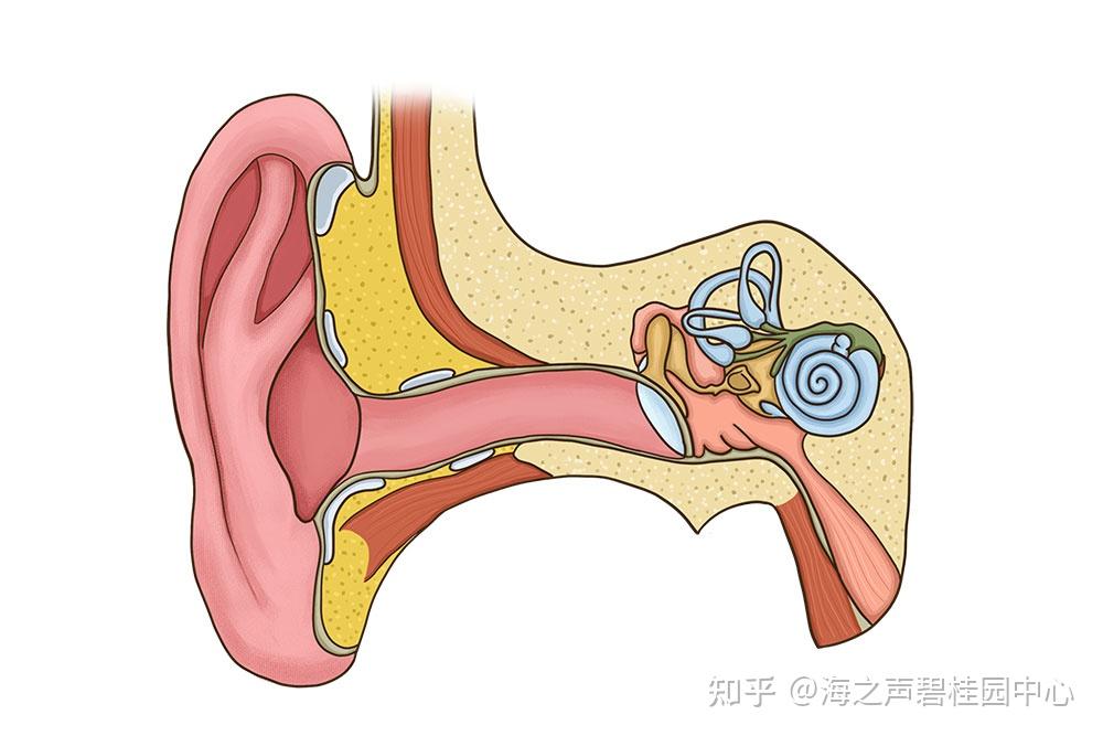 耳朵聋了不戴助听器要紧吗?不想戴,但又怕以后没救了 知乎