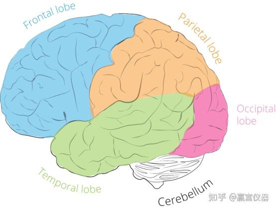 一文详解脑电图(EEG)的原理与应用 - 知乎