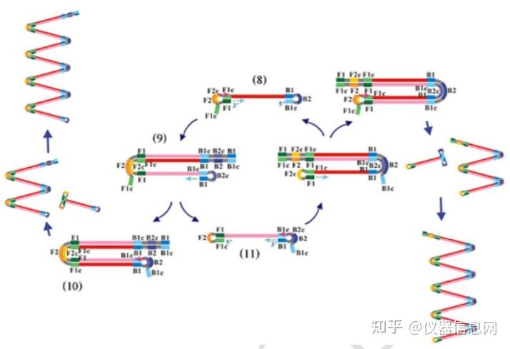 pcr实战宝典no6环介导等温扩增lamp