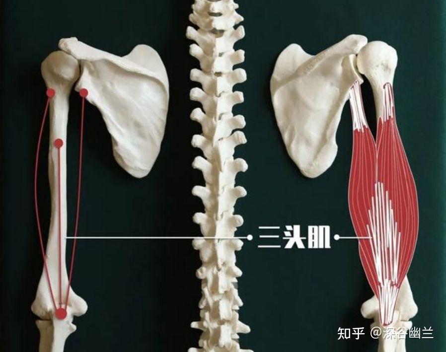 读书笔记——肱三头肌触发点 - 知乎