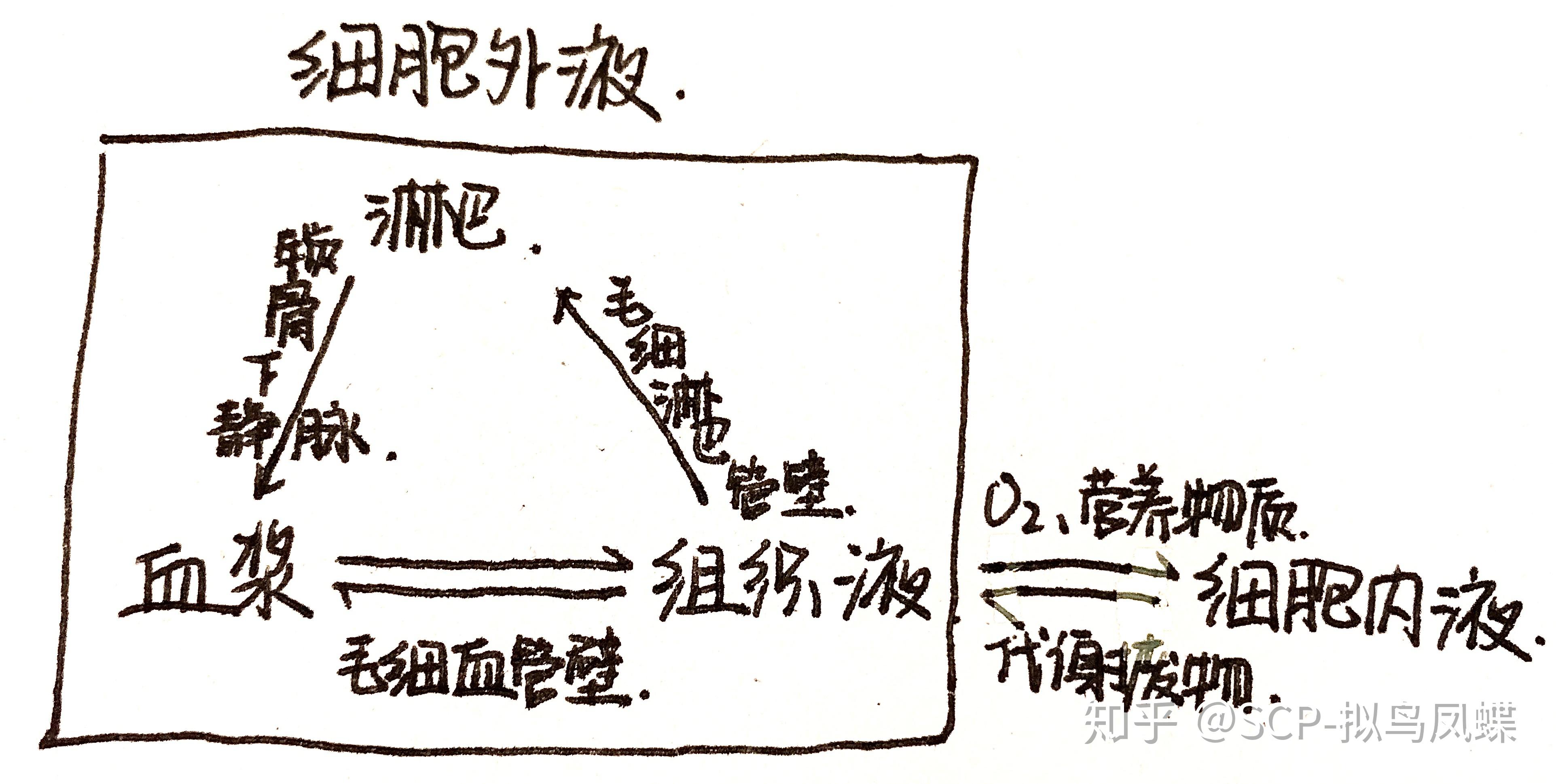 1,體液的定義和成分:人體內的所有液體成分稱為體液,包括細胞外液和