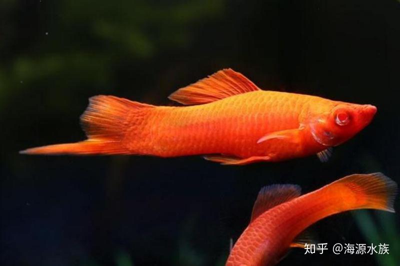 从长相到内在，从生存到繁衍，带你全面了解红剑鱼 - 知乎