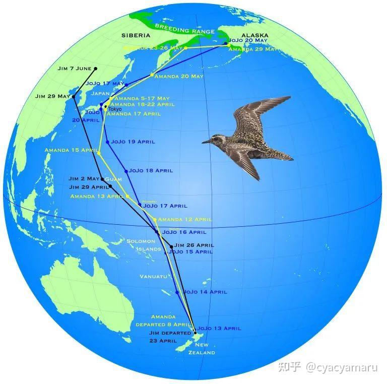 家燕子迁徙路线图图片
