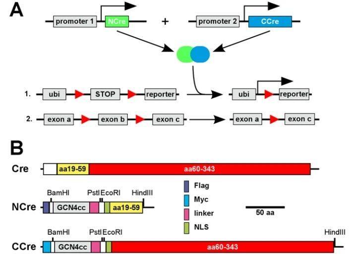 Cre Patch 老套路新玩法,关于Cre鲜为人知的一面 - 知乎