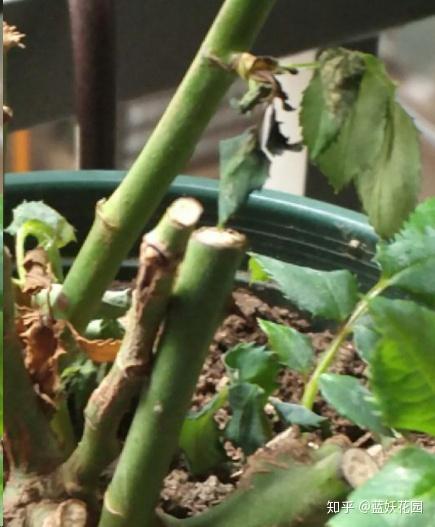 春天盆栽换盆好时机 教你一招 超简单三分钟旧土变肥土 肥土 Ixieme网