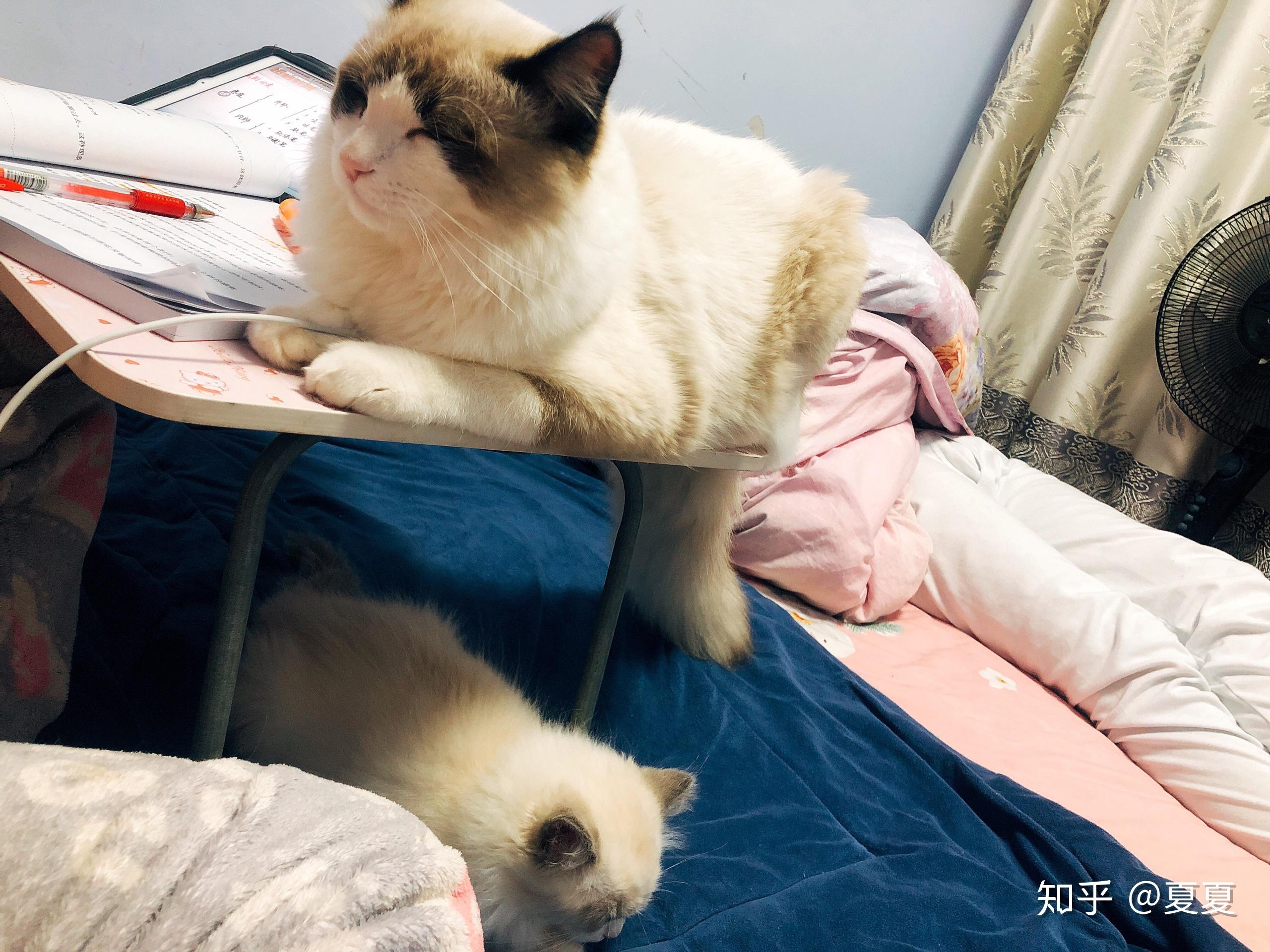 我没太在意,因为大猫在小的刚拿回来也是打喷嚏,我就一直喷着马克西金