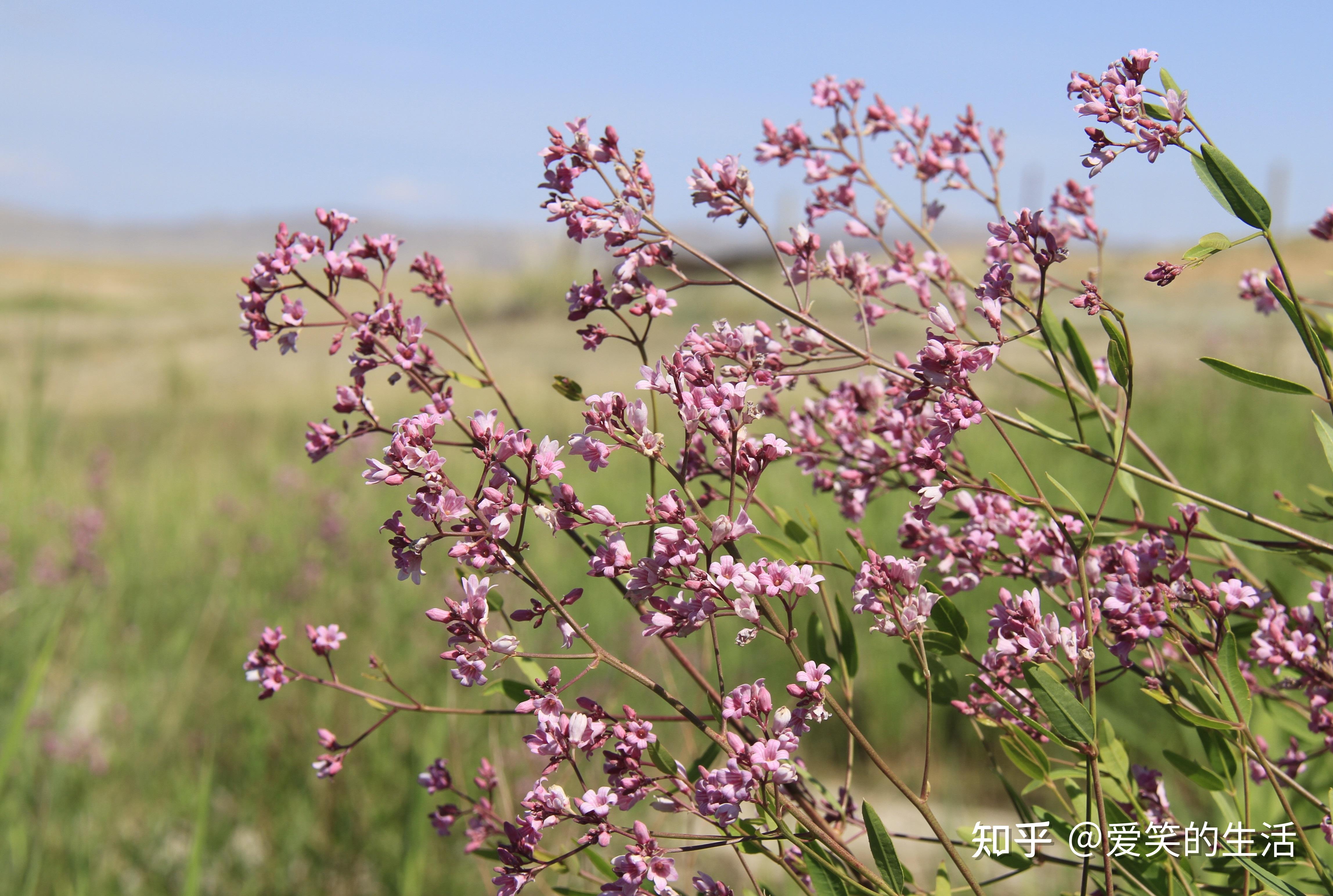 有麻中黄金之称的戈宝红麻的来历