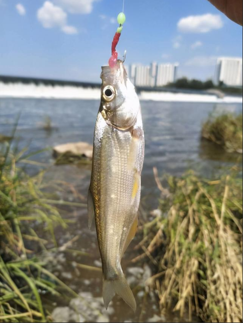 钓翘嘴的季节到了牢记老夏说的这些点钓翘嘴比钓什么都简单