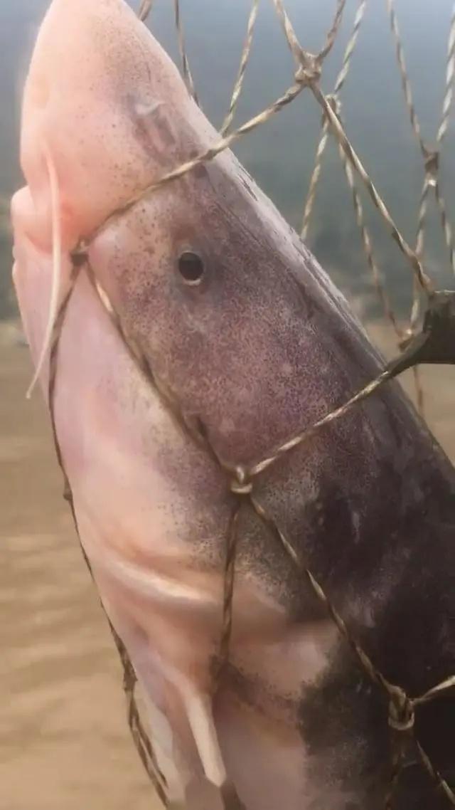 老鼠鱼曾遍布整条长江如今却成濒危物种网友吃货背锅