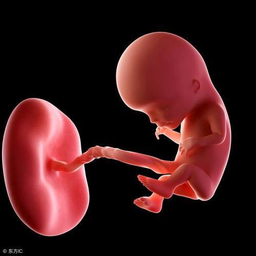 心脏的胚胎发育