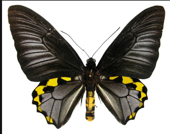 蜜蜂和蝴蝶是不是同一种动物 v2-5f18ba28ce9b174a6719ca01674bfc59_r.jpg