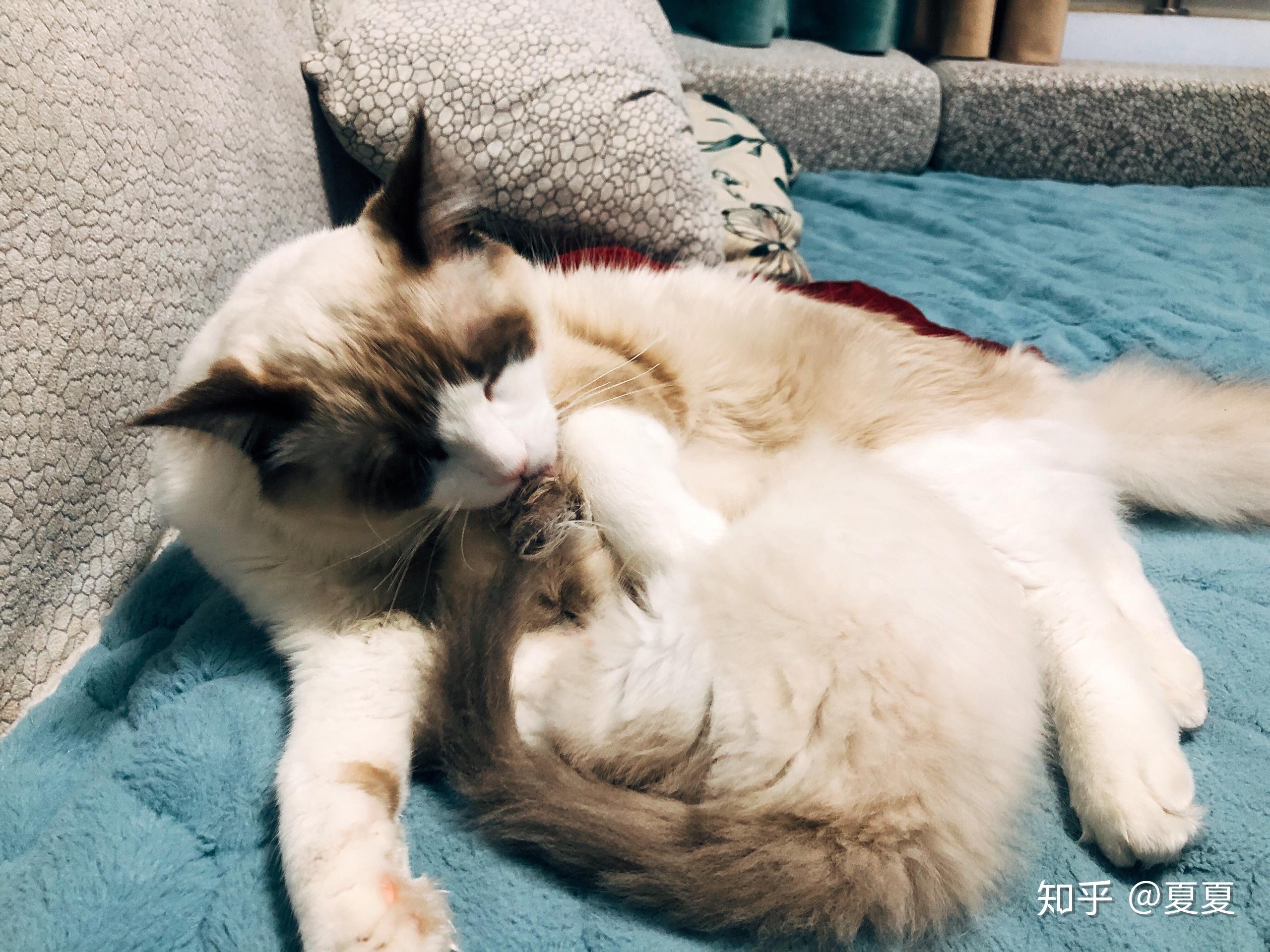 我没太在意,因为大猫在小的刚拿回来也是打喷嚏,我就一直喷着马克西金