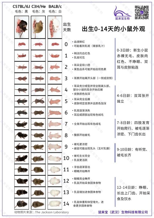孕鼠、乳鼠日龄判断及订购提示 - 知乎