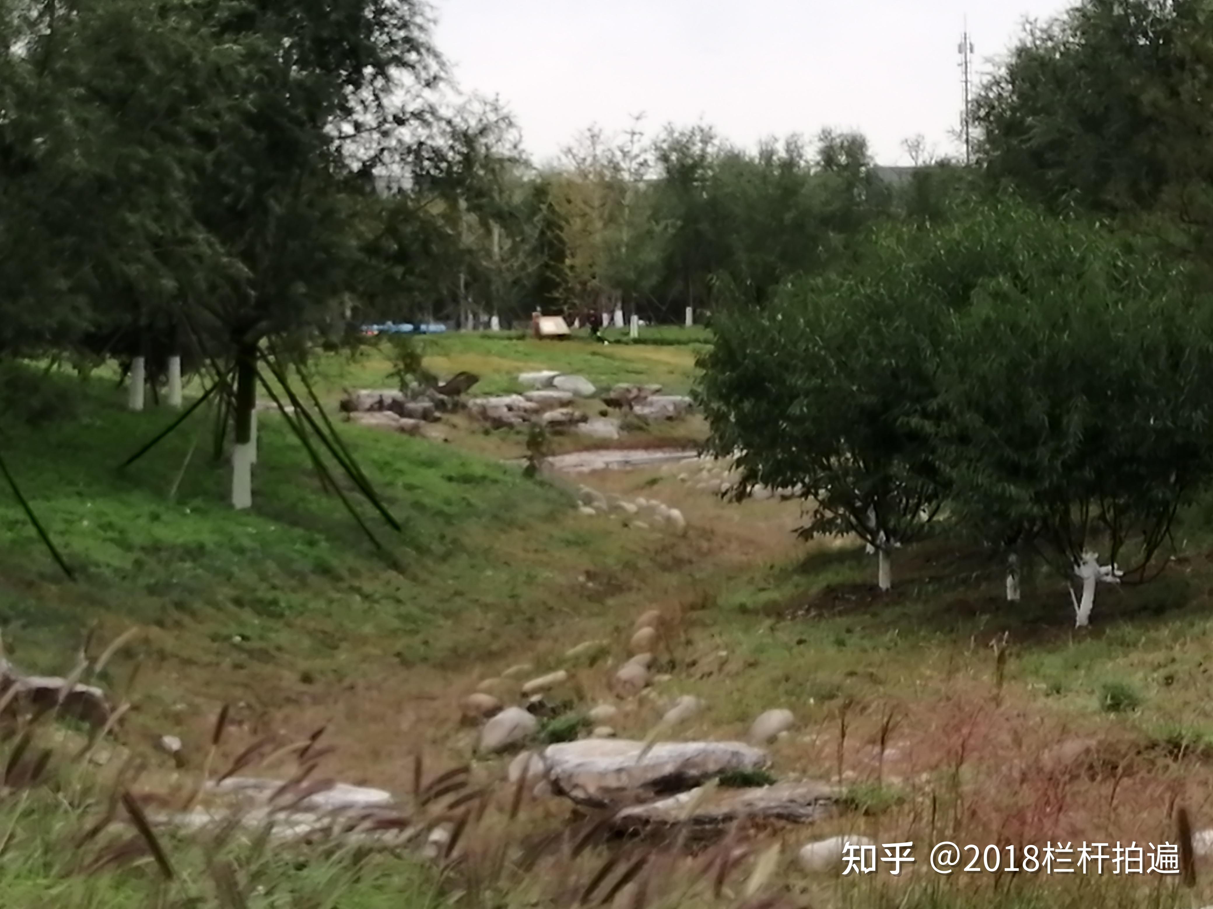 晒！晒！晒！树枝雕塑网红园—北京丰台久敬庄公园打卡记 - 知乎